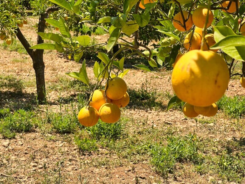 ECOVINYASSA